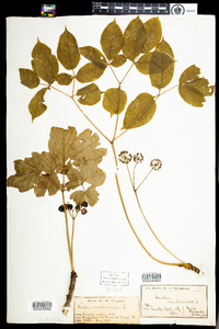 Aralia nudicaulis image