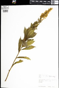 Solidago latissimifolia image