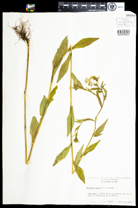 Erigeron annuus image