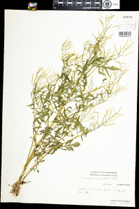 Cardamine pensylvanica image