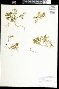 Cardamine pensylvanica image