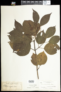 Cornus rugosa image