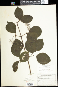 Cornus rugosa image