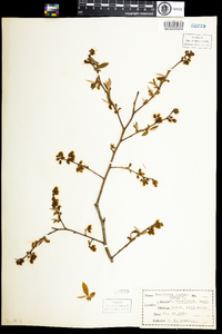 Vaccinium corymbosum image