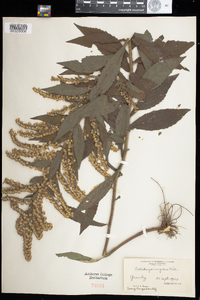 Solidago rugosa image