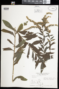 Solidago rugosa image