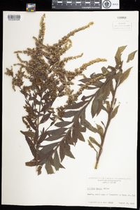 Solidago rugosa image