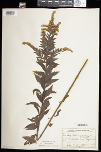 Solidago rugosa image