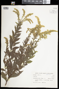 Solidago rugosa image