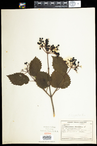 Viburnum dentatum var. lucidum image