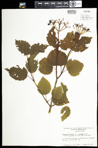 Viburnum dentatum image