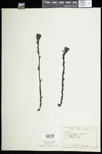 Monotropa uniflora image