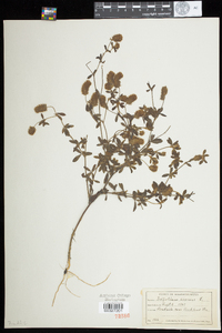 Trifolium arvense image