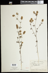 Trifolium arvense image