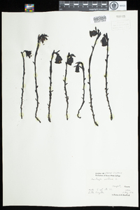 Monotropa uniflora image