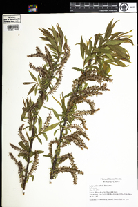 Salix eriocephala image