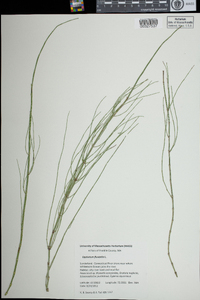 Equisetum fluviatile image