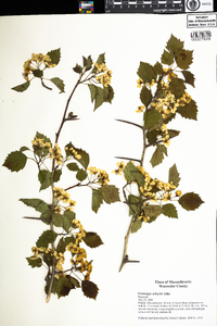 Crataegus schuettei image