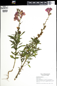 Antirrhinum majus image