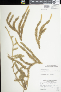 Lycopodium annotinum image