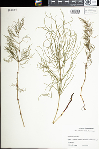 Equisetum sylvaticum image