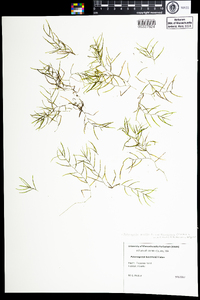 Potamogeton pusillus ssp. tenuissimus image