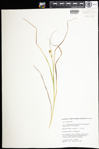 Carex crawfordii image