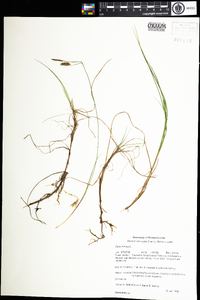 Carex limosa image