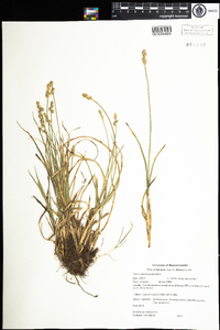 Carex sparganioides image