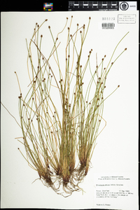 Eleocharis obtusa image