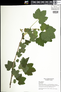 Ribes rubrum image