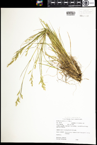 Danthonia spicata image