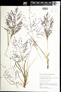 Eragrostis spectabilis image