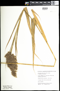 Phragmites australis image