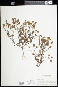 Trifolium arvense image