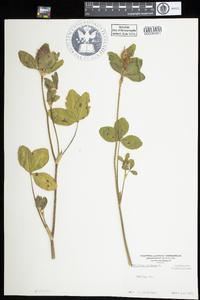 Trifolium pratense image