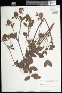 Trifolium pratense image