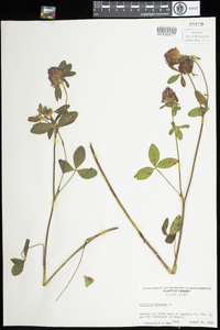 Trifolium pratense image