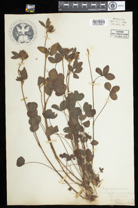 Trifolium pratense image