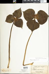 Trillium cernuum image