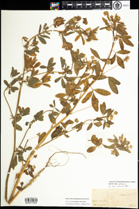 Medicago sativa image