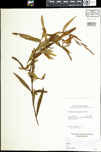 Polygonum hydropiperoides image