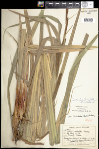 Carex lacustris image