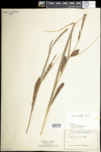 Carex lacustris image