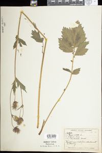 Geum rivale image