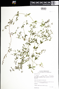 Galium tinctorium var. tinctorium image