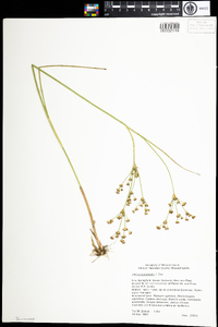 Juncus canadensis image