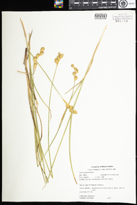 Carex bicknellii image