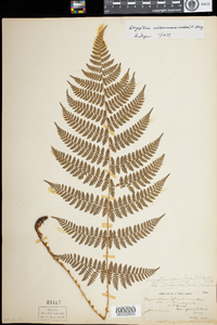 Dryopteris intermedia image