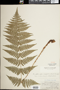 Dryopteris intermedia image